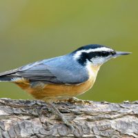 jack-bulmer-nE6FkFTtMC0-unsplash